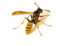 Wasp or Nest Removal Kerry